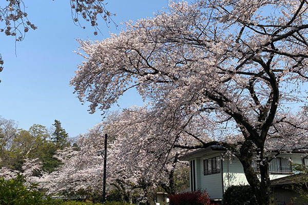 国府台城跡・里見公園